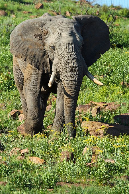 IMG_3849.JPG - Elefant in "Spiellaune"