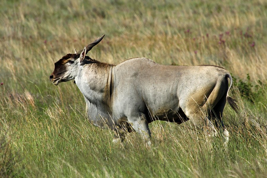 IMG_3883.JPG - Eland Bulle