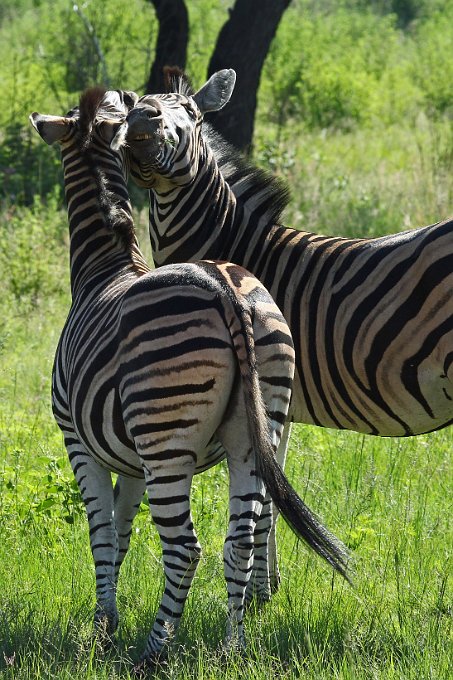 IMG_3948.JPG - Zebras