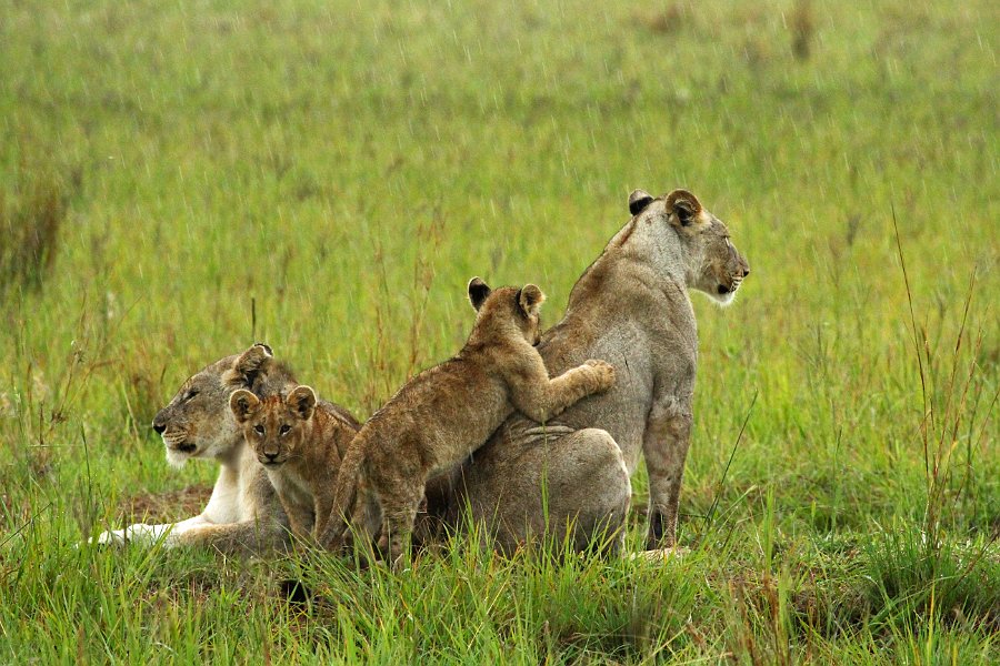 IMG_4020.JPG - Löwenfamilie im Regen