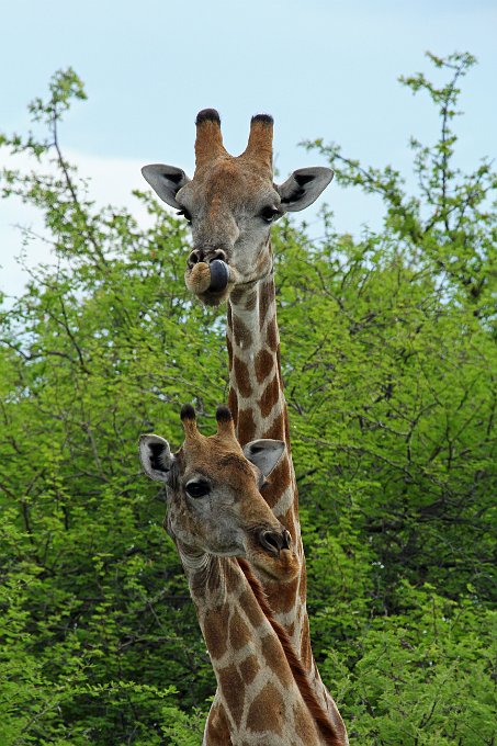 IMG_4086.JPG - Doppelgiraffe?