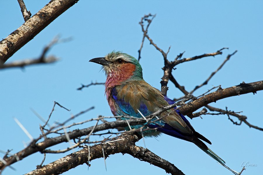 IMG_4117.JPG - Lilac-breasted Roller / Gabelracke