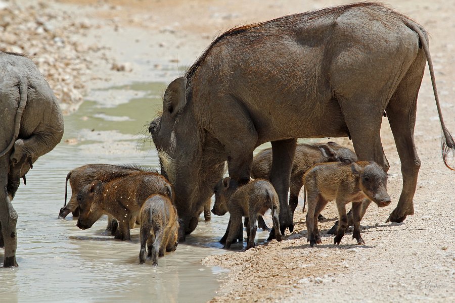 IMG_4152.JPG - Warzenschweinfamilie beim Baden