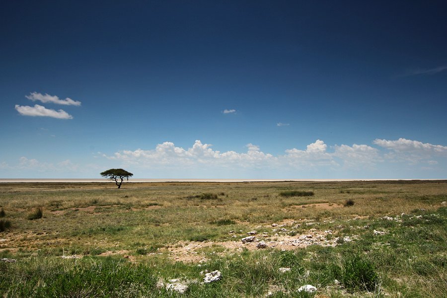 IMG_4226.JPG - an der Etosha Pfanne