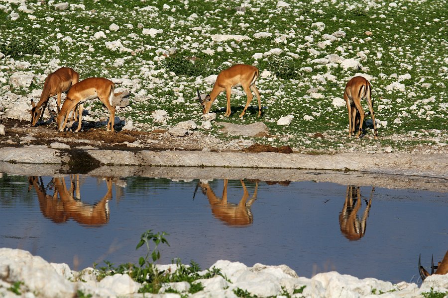 IMG_4236.JPG - Impalas am Wasser