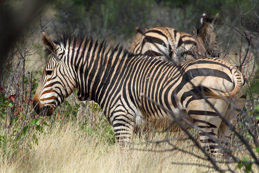 IMG_4301.JPG - seltene Hartmann's Bergzebras