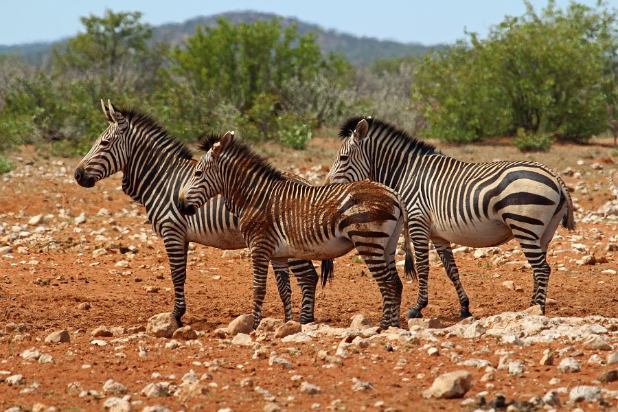 IMG_4343.JPG - Hartmann's Berzebras