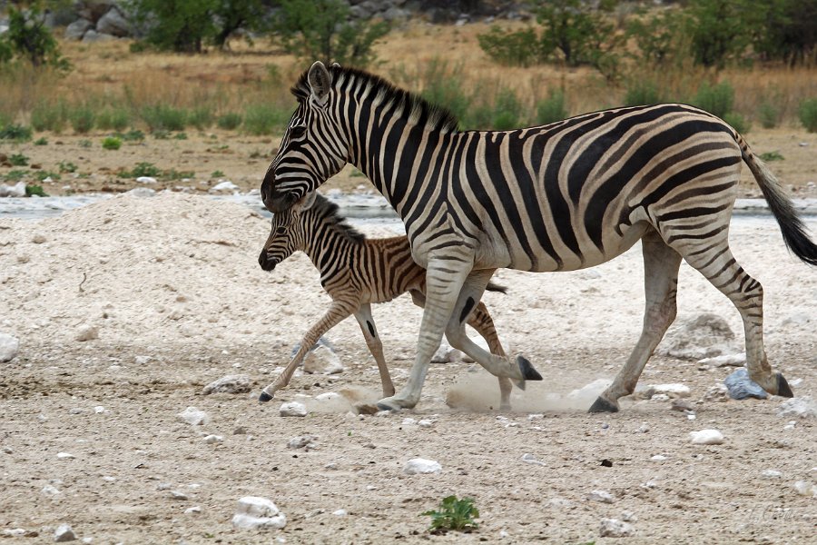 IMG_4388.JPG - Steppenzebras