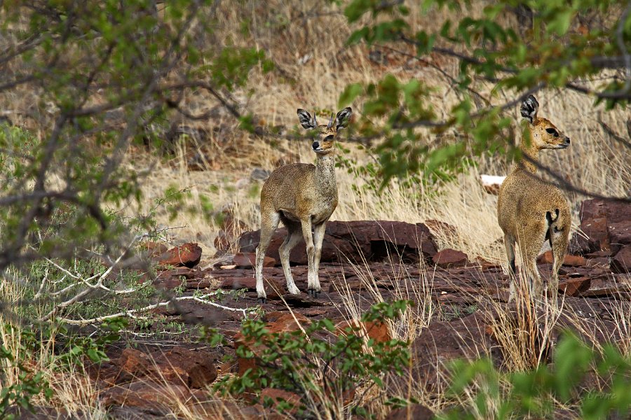 IMG_4417.JPG - Klipspringer