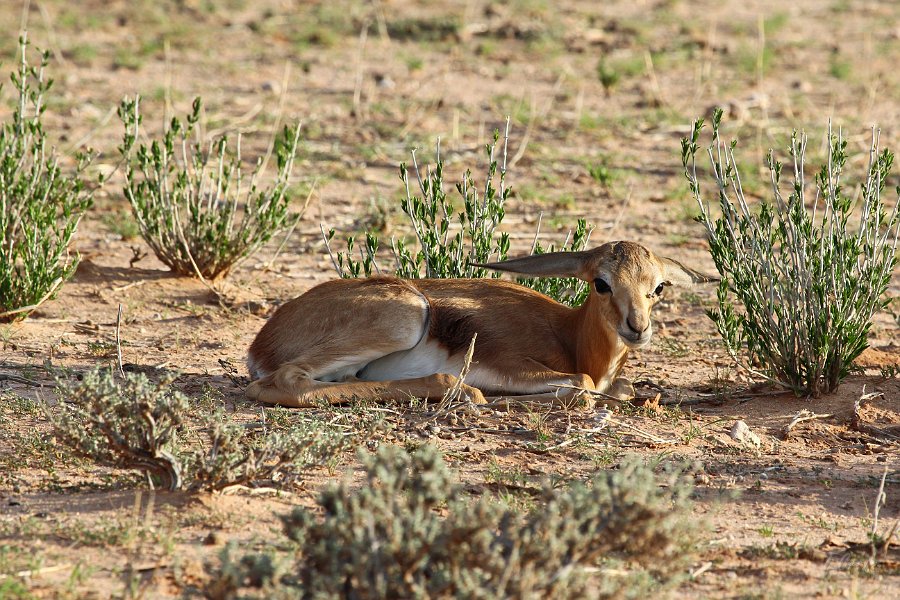 IMG_4688.JPG - junger Springbock