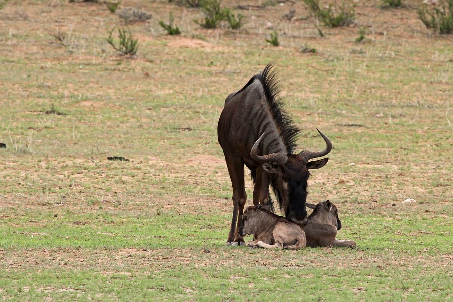 IMG_4708.JPG - Gnu Mama mit 2 Jungen