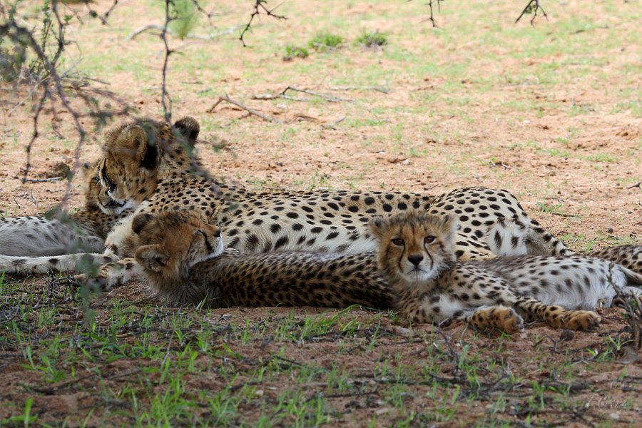 IMG_4727.JPG - Geparden Mama mit 3 Kids