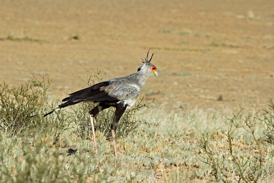 IMG_4921.JPG - Sekretärvogel