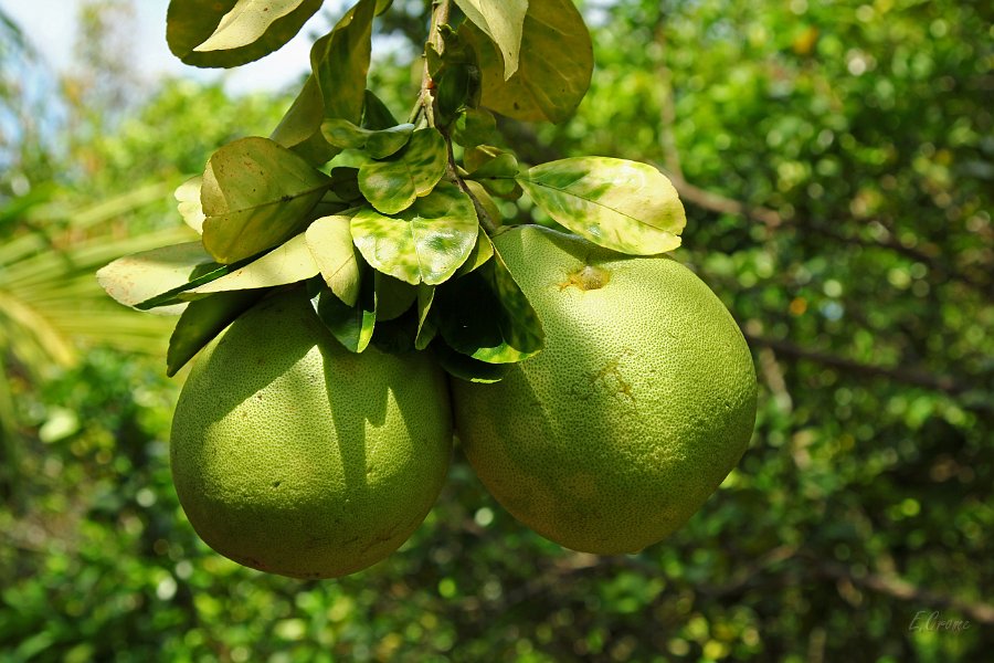 IMG_0898.JPG - Pomelos