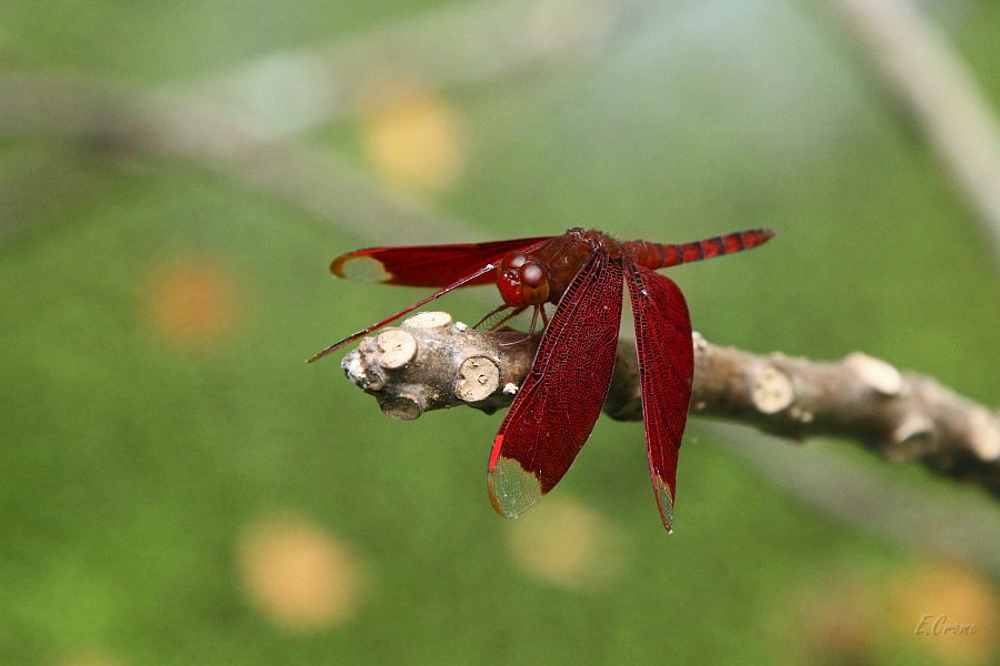 IMG_1287.JPG - rote Libelle