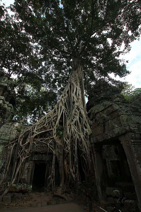 IMG_1319.JPG - Ta Phrom Tempel (Tomb-Raider)