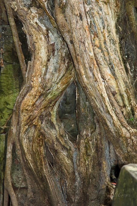 IMG_1323.JPG - Buddha im Baum