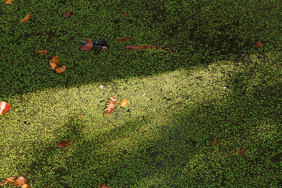 IMG_1358.JPG - Wasserlinsen