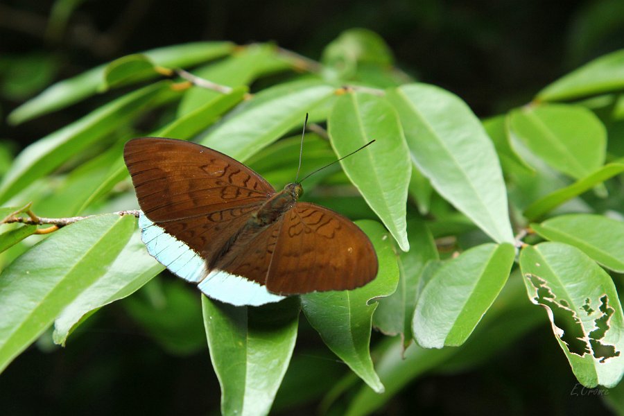 IMG_1562.JPG - Schmetterling im Wald