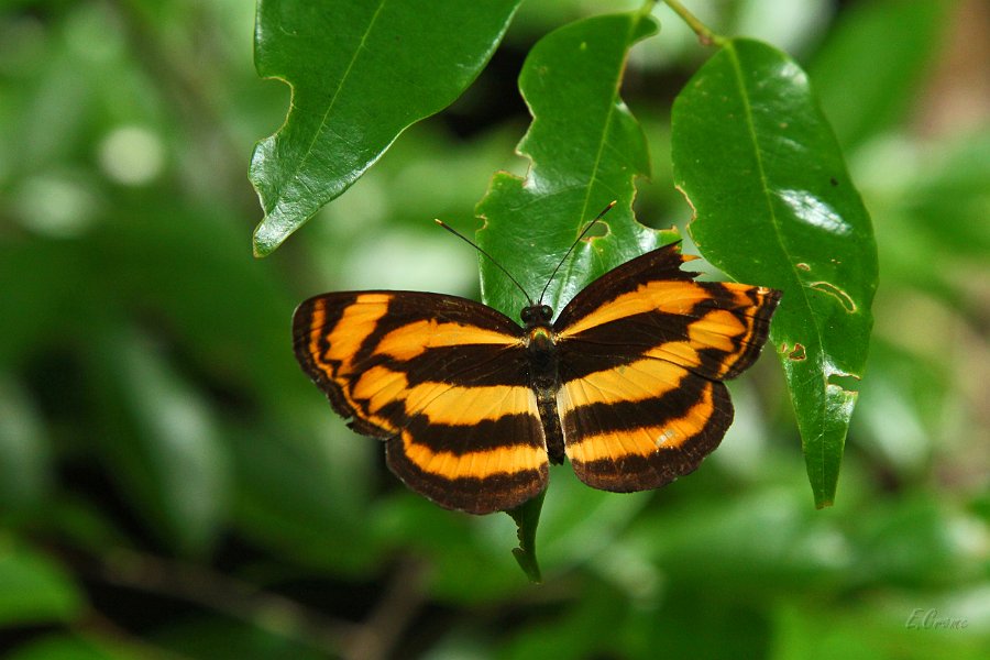 IMG_1564.JPG - Schmetterling im Wald