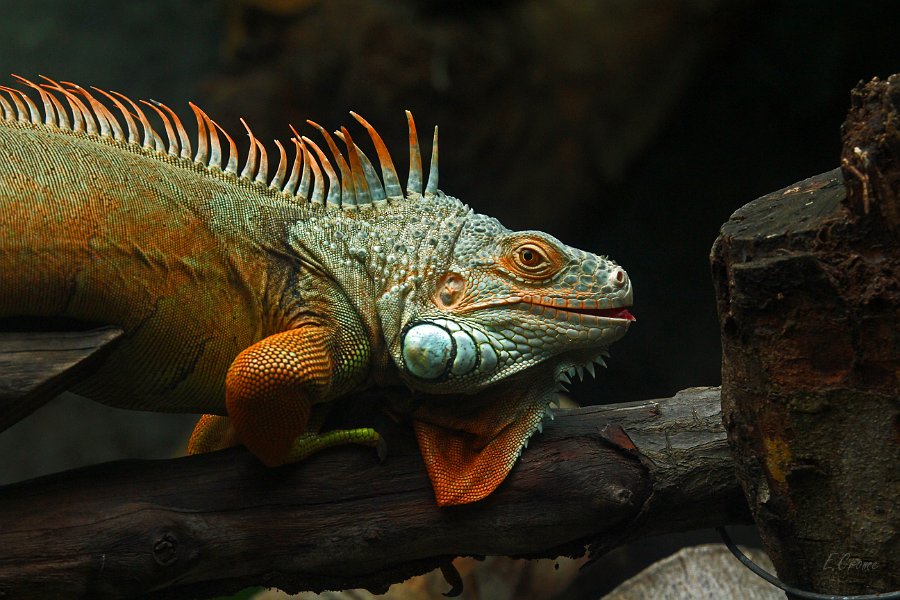 IMG_1624.JPG - Leguan im Zoo