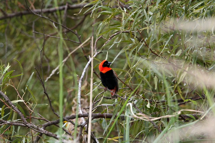 IMG_5877.JPG - Roter Webervogel