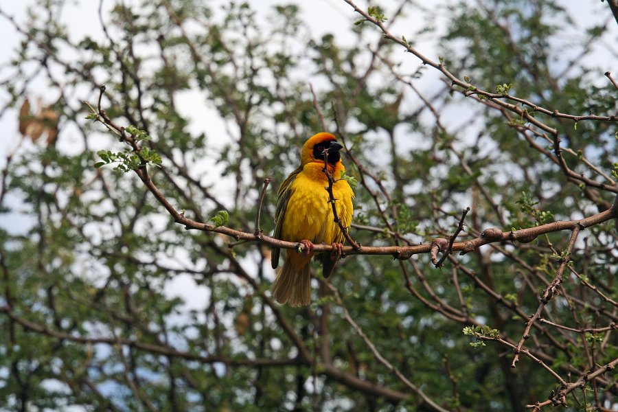 IMG_5892.JPG - Gelber Webervogel