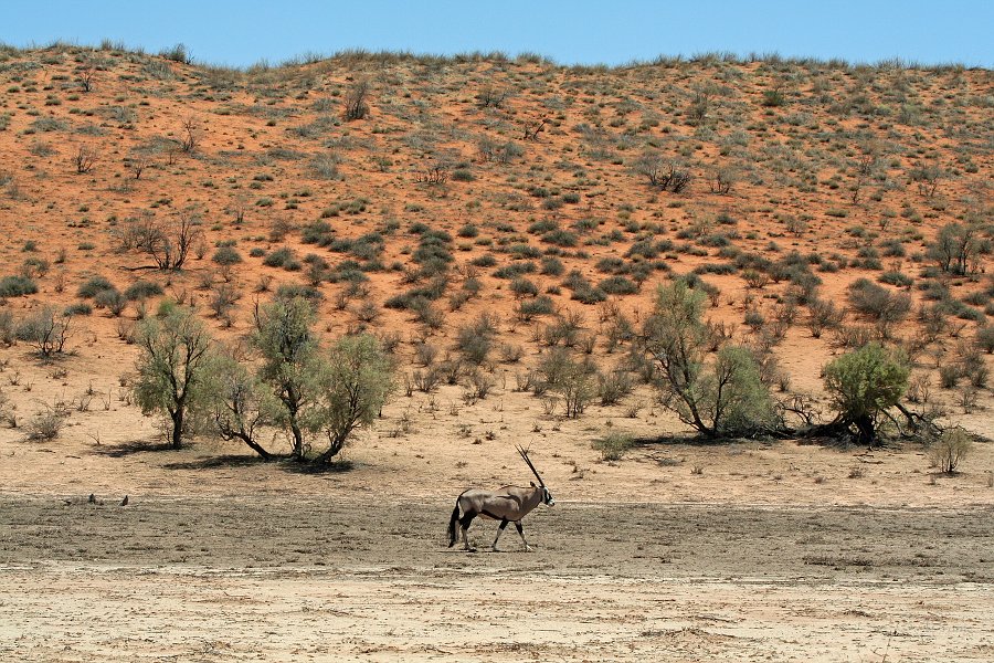 IMG_5939.JPG - Oryx im Nossobtal