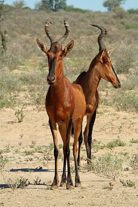 IMG_6028.JPG - Red Heartebeest