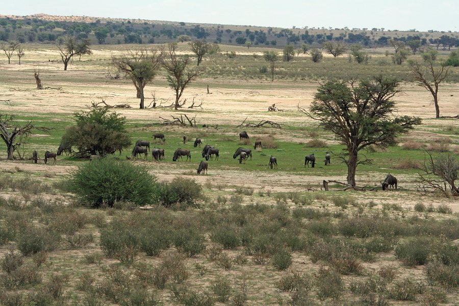 IMG_6207.JPG - Gnus im Nossobtal