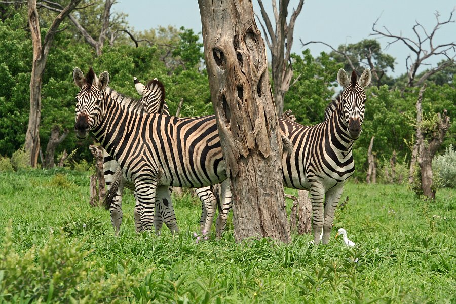 IMG_6304.JPG - Zebra's am Kwai River