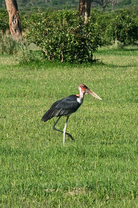 IMG_6369.JPG - Marabu