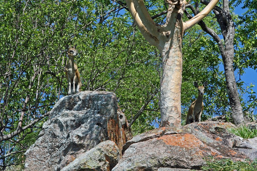 IMG_6410.JPG - Klipspringer