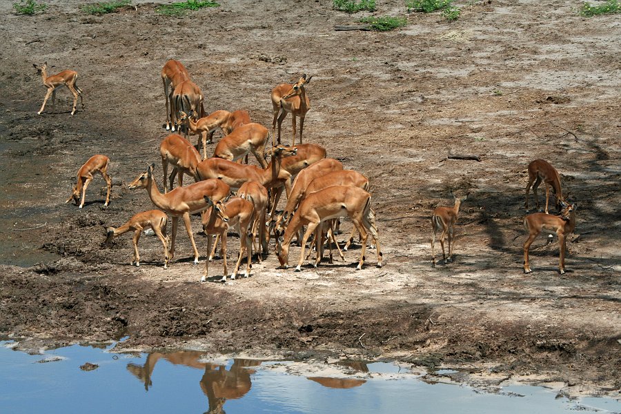 IMG_6442.JPG - Impalas - Savuti Safari Lodge