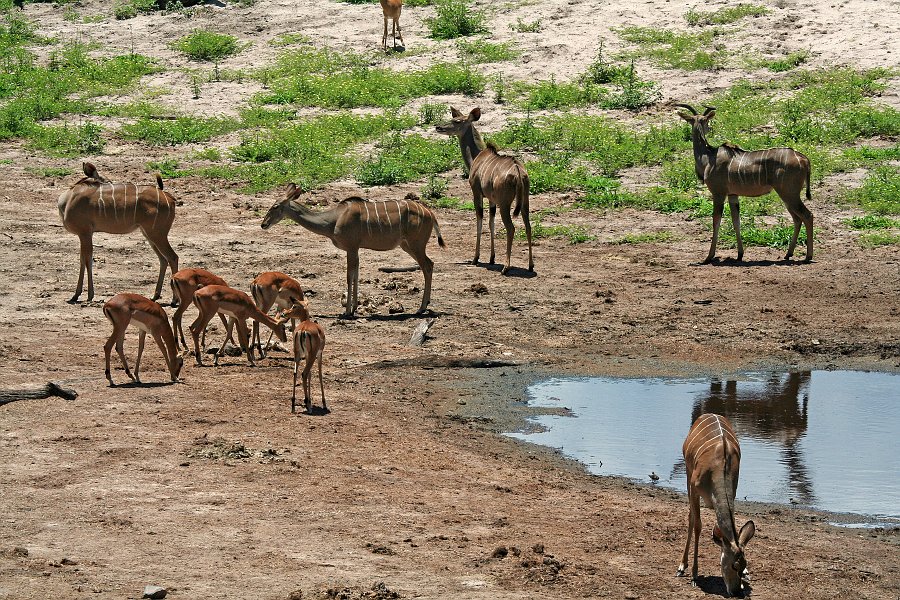 IMG_6480.JPG - Kudus und Impalas