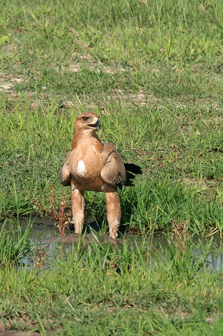 IMG_6487.JPG - Tawny Eagle