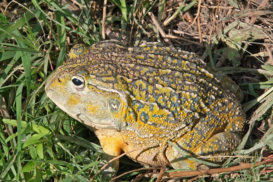 IMG_6493.JPG - Ochsenmaulfrosch