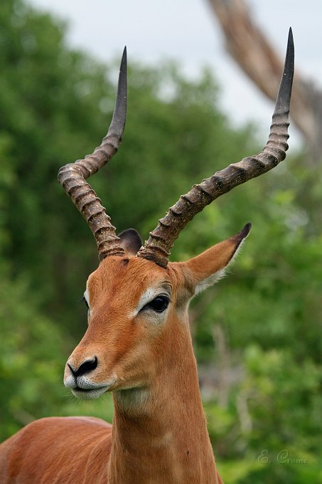IMG_6600.JPG - Impala Mann
