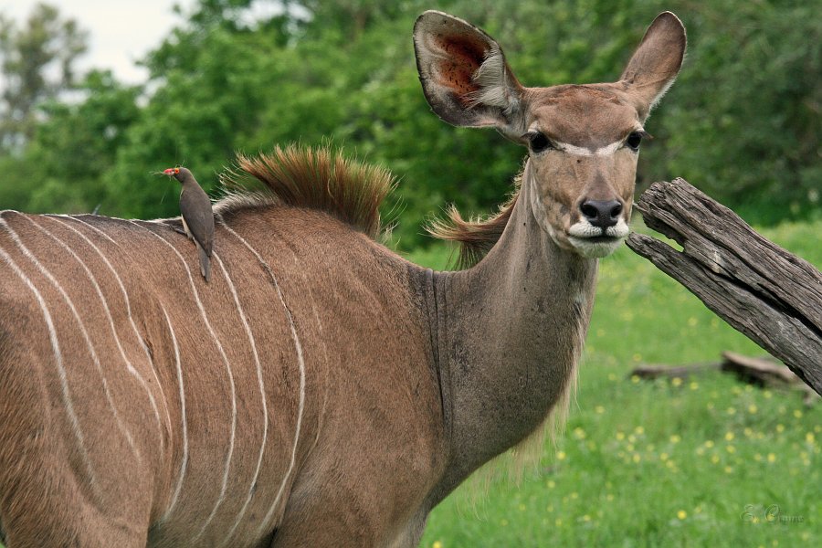 IMG_6605.JPG - Kudu mit Ochspicker