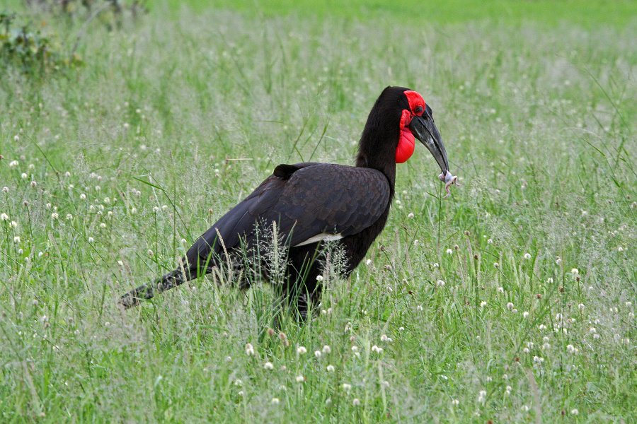 IMG_6613.JPG - Groundhornbill