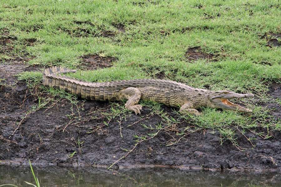 IMG_6640.JPG - Krok am Chobe River