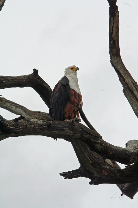 IMG_6644.JPG - Schreiseeadler