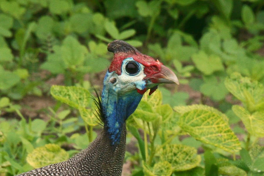 IMG_6668 Ausschnitt.jpg - Perlhuhn