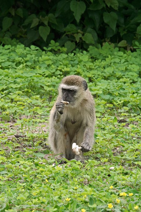 IMG_6672.JPG - Velvet Monkey beim Pilznachtisch