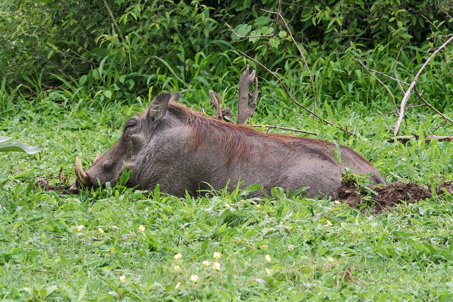 IMG_6690.JPG - Warzenschwein im Schlammbett