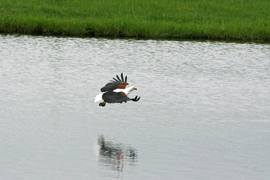 IMG_6700.JPG - Seeadler im Anflug