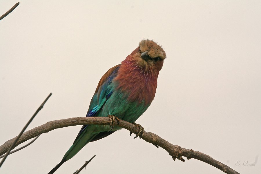 IMG_6735.JPG - Lilac Breasted Roller