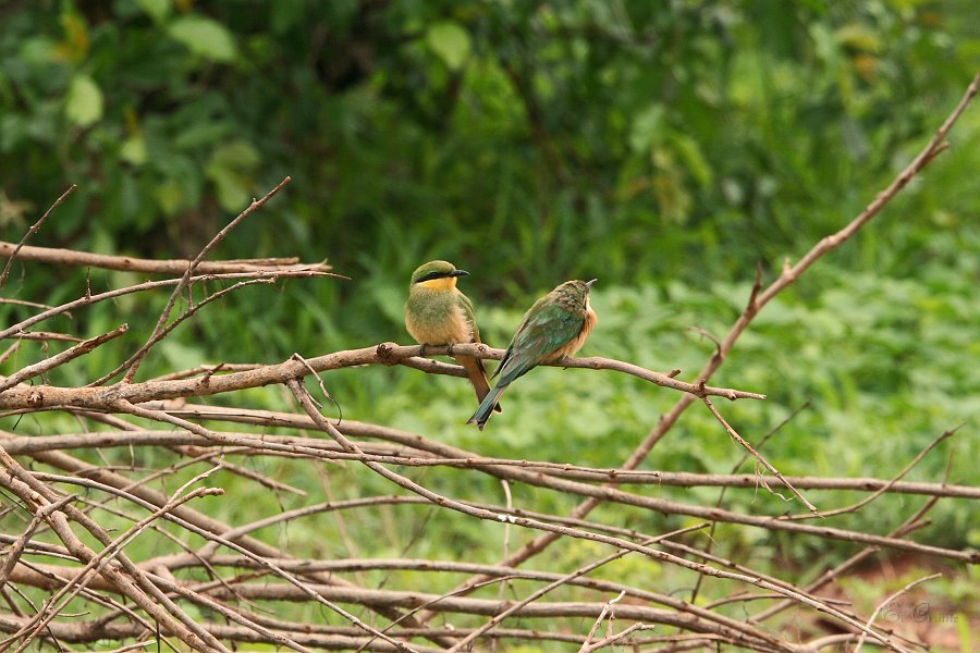 IMG_6738.JPG - Little Bee-Eater