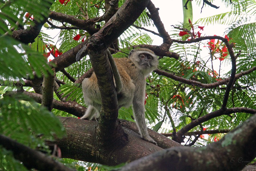 IMG_6767.JPG - Velvet Monkey