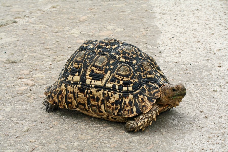 IMG_6773.JPG - Leopardenschildkrte